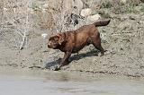 LABRADOR 544